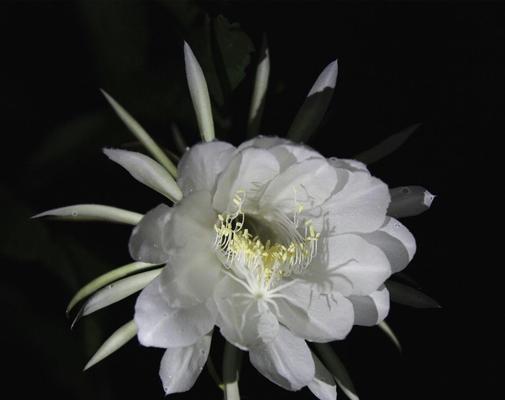昙花花语与寓意