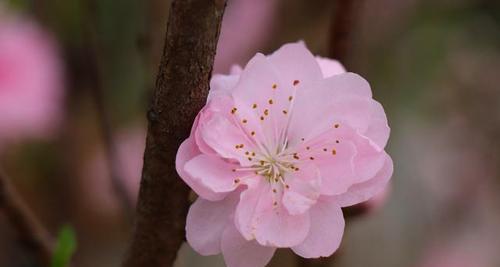 桃花花语与象征意义（桃花传递的爱情与美好）