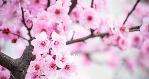 桃花的花语——爱情的象征（桃花开满山坡）