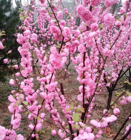 桃花的寓意与象征在古代文化中的意义（深入探究桃花的象征意义及其在古代文学中的应用）