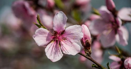 桃花花语——寓意美丽与爱情的象征（探索桃花的花语）