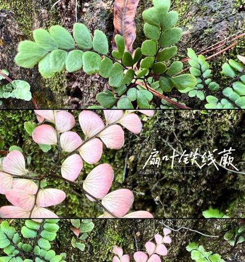 铁线蕨花语的含义及象征意义（探究铁线蕨的寓意和传达的信息）