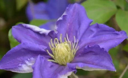 铁线莲花语解读——花开寄托与生命力（探索铁线莲花的深刻内涵和象征意义）