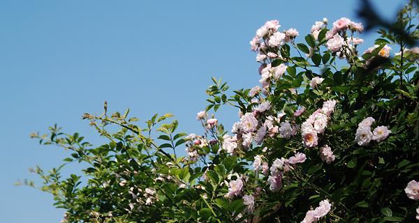 荼蘼花的传说与花语（揭秘荼蘼花的神奇故事）