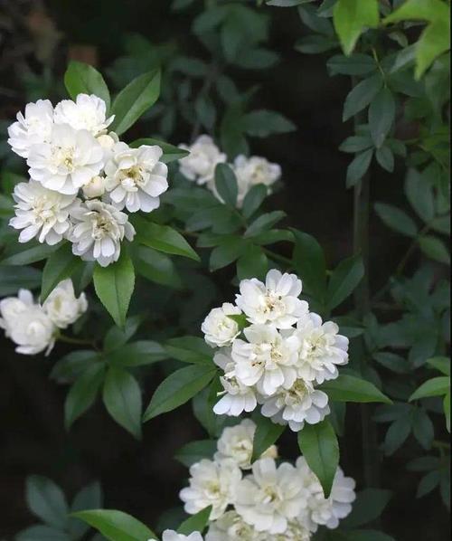 荼蘼花语（唤醒内心的力量）