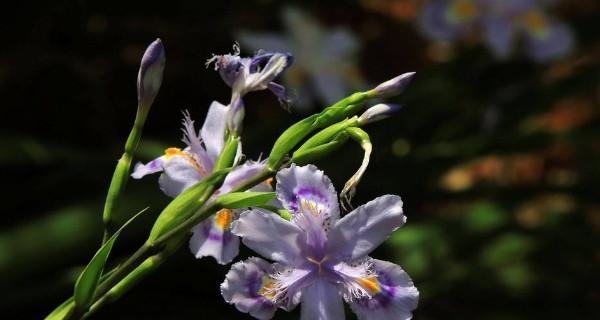 尾花鸢尾花语之美——传递花神的祝福（尾花鸢尾花语的寓意与象征）