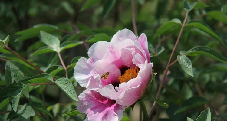 五月花开，绽放美丽的兰花（以兰花为主角）