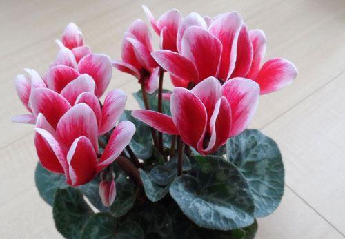 以仙客来花语——悄悄传递美好的情感（传递情感的花语）