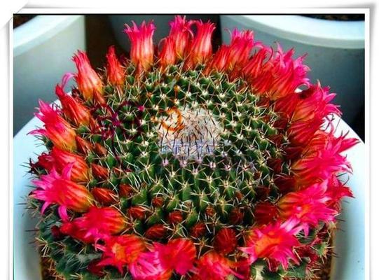 仙人掌花语与寓意（探索仙人掌花语的神秘密码与深刻寓意）