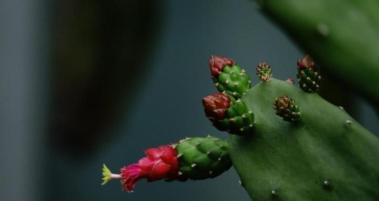 探寻仙人掌花的花语之谜（以仙人掌花花语为主题的隐喻与象征）