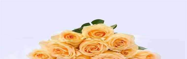 香槟玫瑰的花语与象征意义（解读香槟玫瑰的花语）