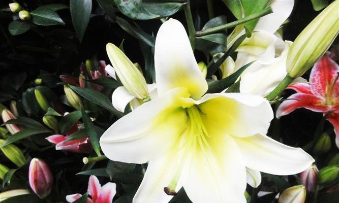 香水百合的寓意——芳馨与纯洁的象征（用芬芳的百合传递美好的寓意）