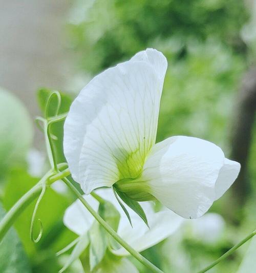 香豌豆花语解读（揭开香豌豆的神秘面纱）