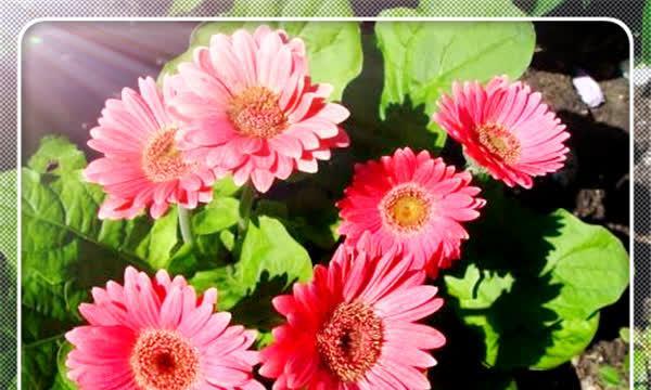 三支向日葵的花语（阳光）
