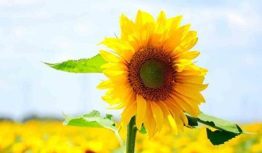 向日葵的寓意——阳光与希望（以向日葵为主题的寓意及象征意义探析）
