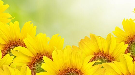 向日葵花的寓意与花语（阳光的象征与忠诚的表达）