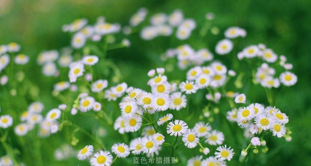 小雏菊图片及花语大全（盛开的小雏菊）