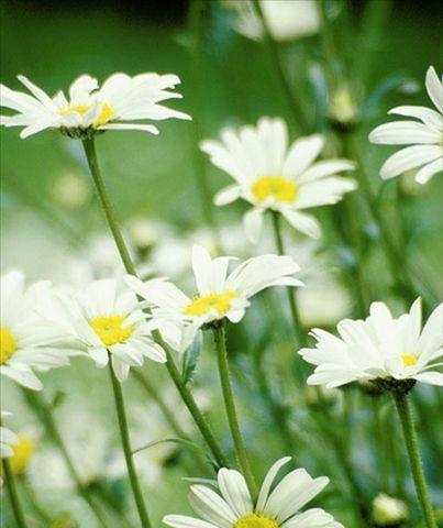 小雏菊图片及花语大全（盛开的小雏菊）