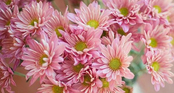 小雏菊图片及花语大全（盛开的小雏菊）