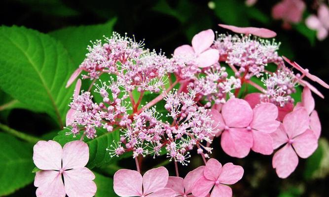 绣球花的花语及象征意义（探寻绣球花的花语）