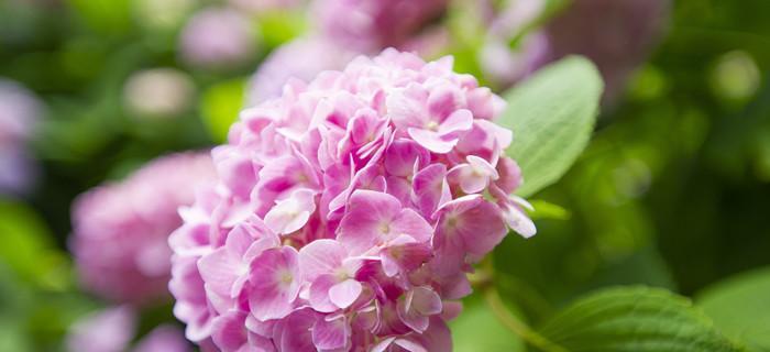 绣球花的花语与寓意（探寻绣球花的内涵和象征意义）