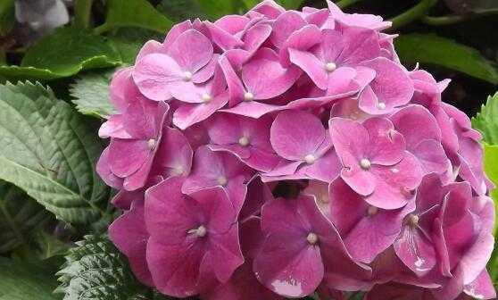 绣球花的花语与寓意（探寻绣球花的内涵和象征意义）