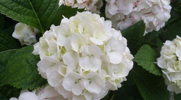 绣球花的花语与寓意（探寻绣球花的深层含义）