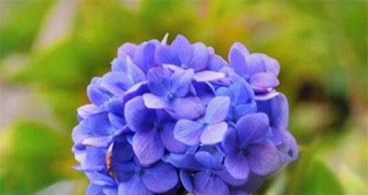 绣球花的花语与寓意（探寻绣球花的深层含义）