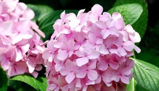 绣球花的花语与寓意（探寻绣球花的深层含义）