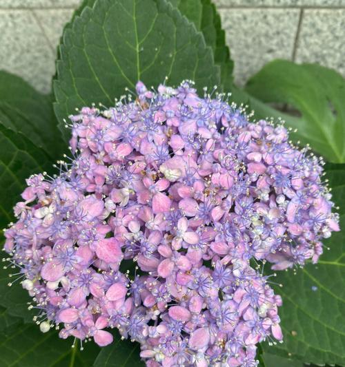 绣球花语（揭秘绣球花的花语与意义）