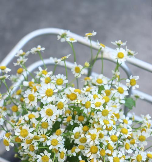 洋甘菊的花语与寓意（洋甘菊的花语传递友谊和希望）