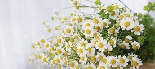 洋甘菊的花语与寓意（洋甘菊的花语传递友谊和希望）