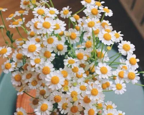 洋甘菊花语与寓意(洋甘菊花语传达的柔和与坚韧) 洋甘菊花语与寓意(洋甘菊花语传达的柔和与坚韧)