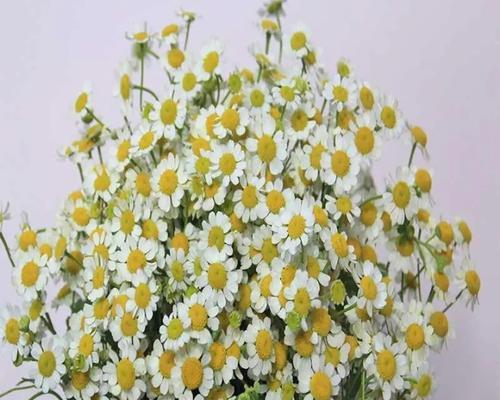 洋甘菊花语与寓意(洋甘菊花语传达的柔和与坚韧) 洋甘菊花语与寓意(洋甘菊花语传达的柔和与坚韧)