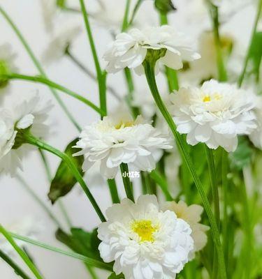 洋甘菊花语与寓意(洋甘菊花语传达的柔和与坚韧) 洋甘菊花语与寓意(洋甘菊花语传达的柔和与坚韧)