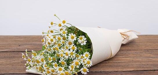 洋甘菊花语的深意(探寻洋甘菊传递的情感与愿望) 洋甘菊花语的深意(探寻洋甘菊传递的情感与愿望)