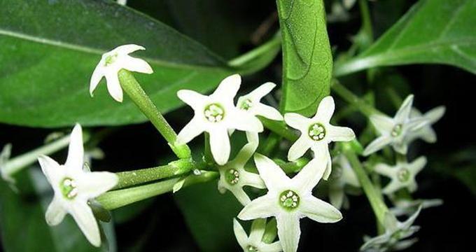 夜来香花的魅力与花语（揭开夜来香花背后的秘密）