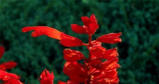 红花语（花开）