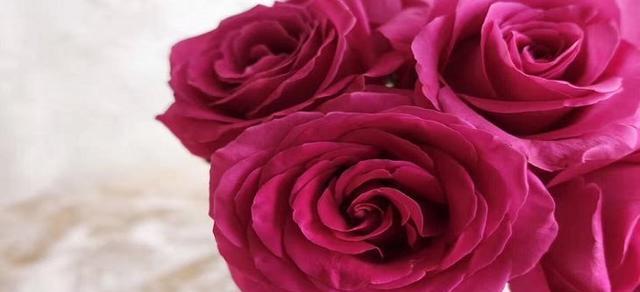 一支玫瑰的意义——爱与美的象征（探寻玫瑰花的神秘之处）