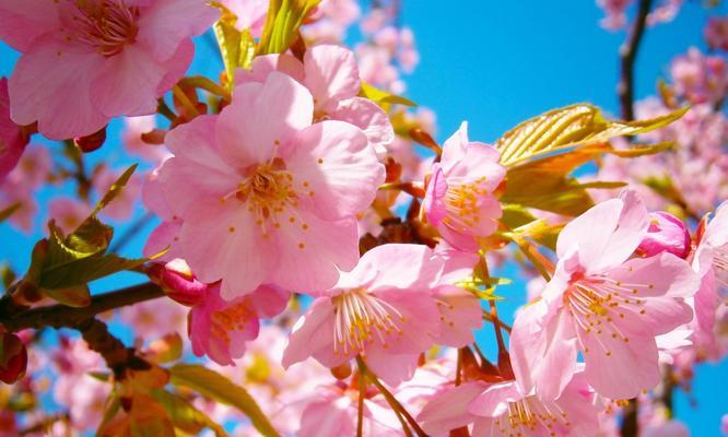 樱花的花语与寓意——春天的使者（樱花花语探秘）