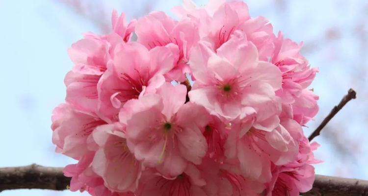 樱花的花语与传说（探寻樱花的神秘力量及其深厚文化底蕴）