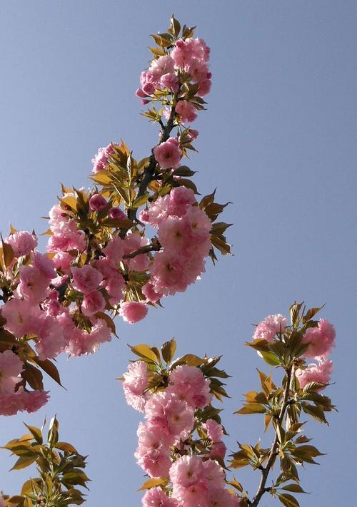 樱花的花语（探寻樱花背后的含义与魅力）