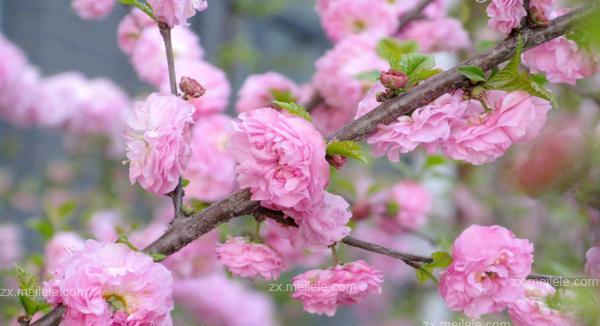 樱花之舞（探寻樱花的花语和文化背后的意义）