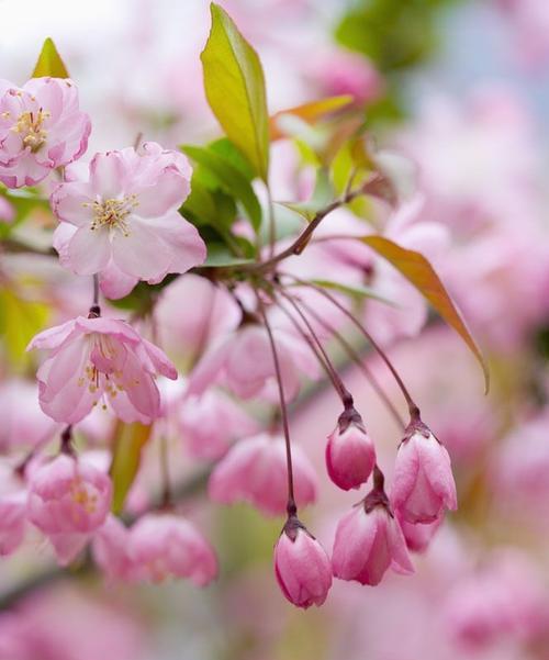 樱花花语（探索樱花的花语与文化遗产）