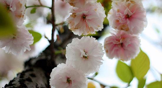 樱花花语的美丽寓意（探索樱花花语的深刻内涵）