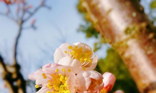 樱桃花的花语-绽放如梦的美丽（樱桃花的花语及文化传承）