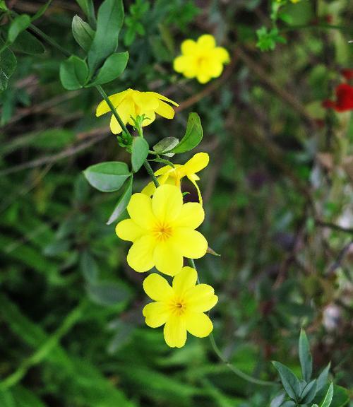 迎春花的花语与含义（春天的使者）