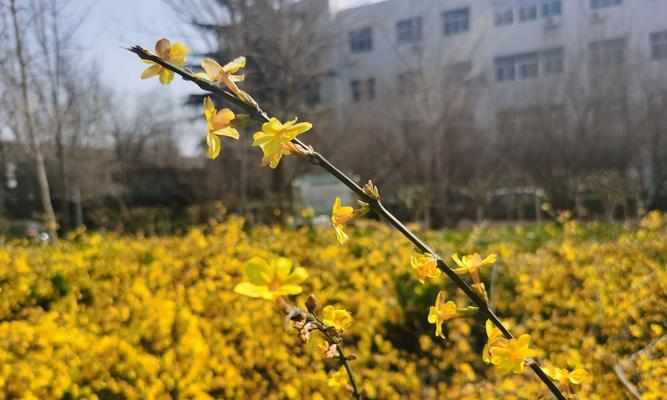 迎春花（探寻迎春花的神秘）