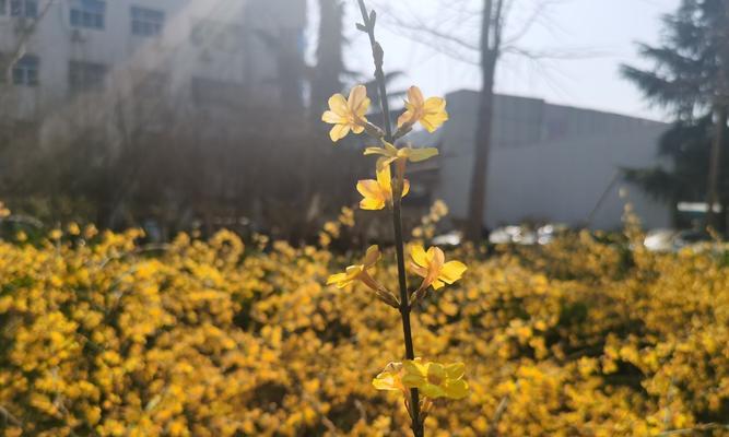 迎春花（探寻迎春花的神秘）