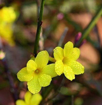 迎春花（探寻迎春花的神秘）